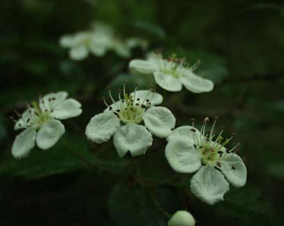 16 BOSrevue 29 Figuur 4: Bloei van tweestijlige meidoorn (Crataegus laevigata) in het Meerdaalwoud. K.