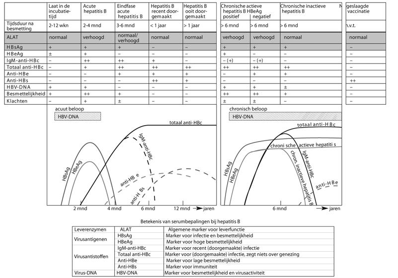 drie maanden na het begin van de infectie verdwijnt het HBsAg, terwijl het IgG-anti-HBsAg (anti- HBs) heel incidenteel nog niet verschenen is (het zogeheten open-core-window ).