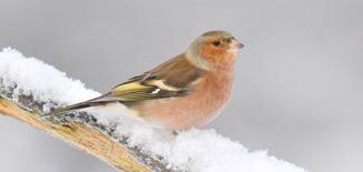 ZACHTE WINTER = MINDER VOGELS IN ONZE TUIN Wat het weer betreft, hadden heel wat tellers dit jaar het gevoel achter het net te vissen en wat de aantallen betreft was dat ook wel zo.