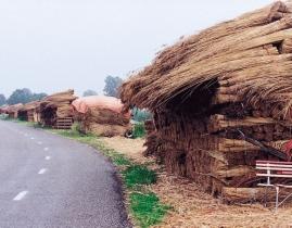 . Het riet van de grond opslaan, op pallets of met behulp van rollagen van riet.