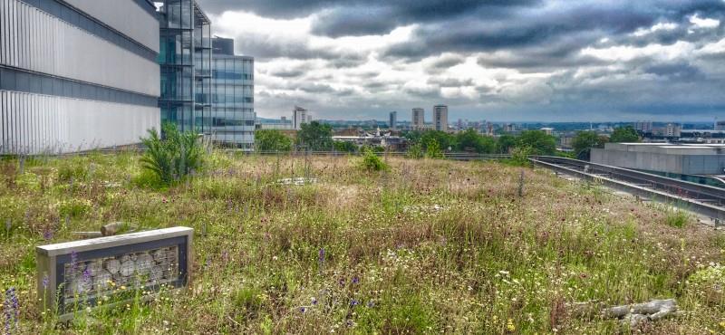 Biodiversiteit op groendaken CARMEN VAN