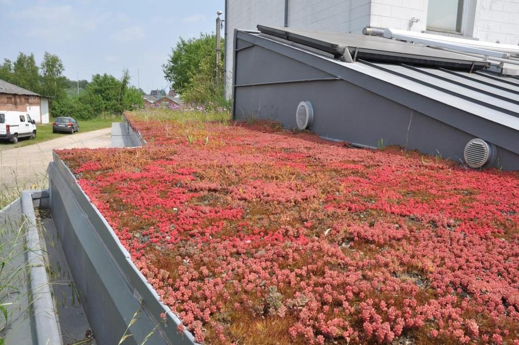 Onderzoek KU LEUVEN Hoe biodiversiteit van groendaken verhogen en