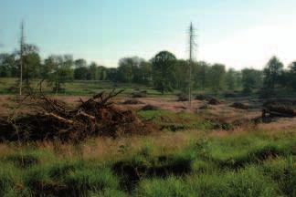 182 juni 27 jaargang 96 6 natuurhistorisch maandblad FIGUUR 3 Omgeving Gagelveld in juni 26. Situatie twee jaar na houtkap ten behoeve van het voorkomen van de Adder (Vipera berus).