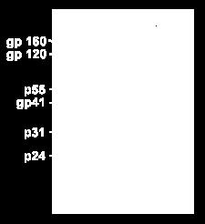 HIV confirmation test: