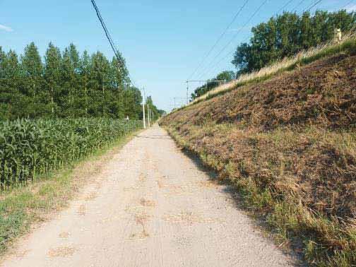 Figuur 22: Sterk verruigde spoorwegberm te Lovenjoel. Volgens de gegevens van de Floradatabank stond hier enkele jaren geleden nog Beemdkroon.