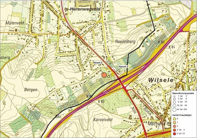 Gedeelte maaisel blijven liggen. Vrij geisoleerde populatie. Uitstel maaidatum tot begin september kan snelle resultaten opleveren voor vergroting Beemdkroonpopulatie.