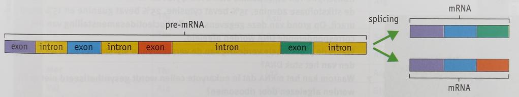 Transcriptie bij eukaryoten: Transcriptie vindt in de celkern plaats. Het RNA-molecuul dat daarbij gesynthetiseerd wordt, heet pre-mrna.