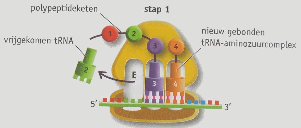 1 Ribosomen: koppelen aminozuren aan elkaar. hebben een klein gedeelte dat bestaat uit een mrna-bindingsplaats.