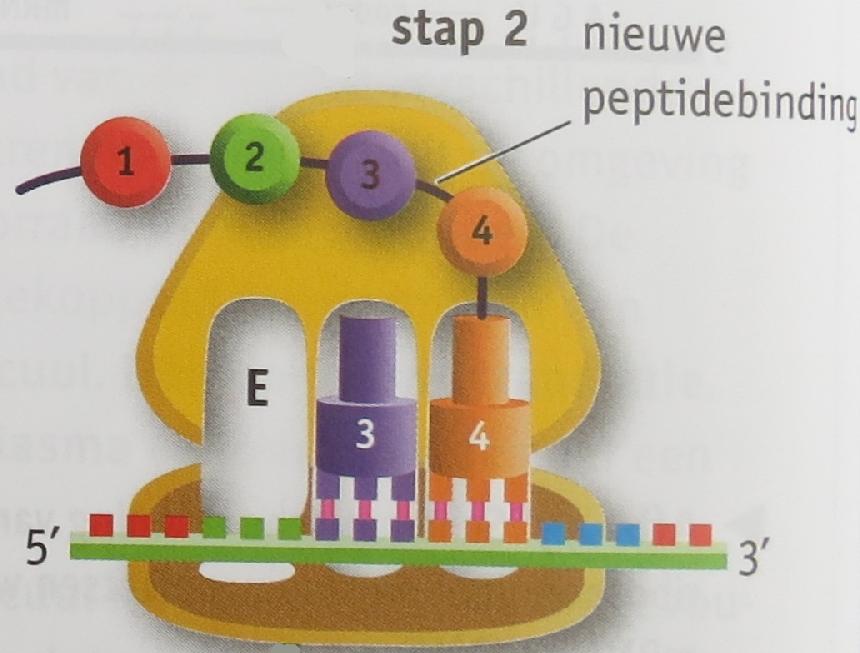 Stap 2 van de eiwitsynthese: op de P-plaats komt het aminozuur vrij van het trna-aminozuurcomplex.