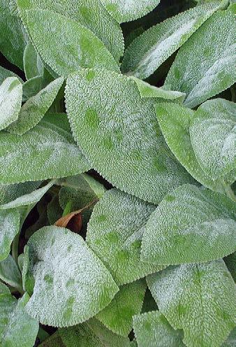 (prachtriet) Molinia caerulea Heidebraut (pijpenstrootje) Monarda