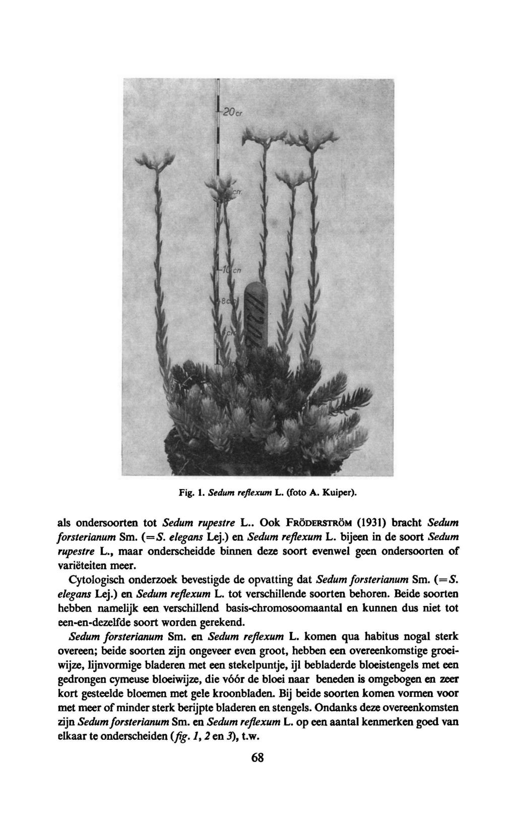 Sedum reflexum L. (foto A. Fig. 1. Kuiper). als ondersoorten tot Sedum rupestre L.. Ook FRÖDERSTRÖM (1931) bracht Sedum forsterianum Sm. (= S. elegans Lej.) en Sedum reflexum L.