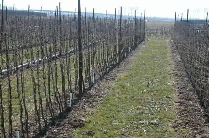 Biologisch wondafdekmiddel met antagonist smeren (10 g per 100 ml water) De proef werd uitgevoerd op drie praktijkbedrijven gelegen in Andelst, Eck en Wiel, en Kesteren.