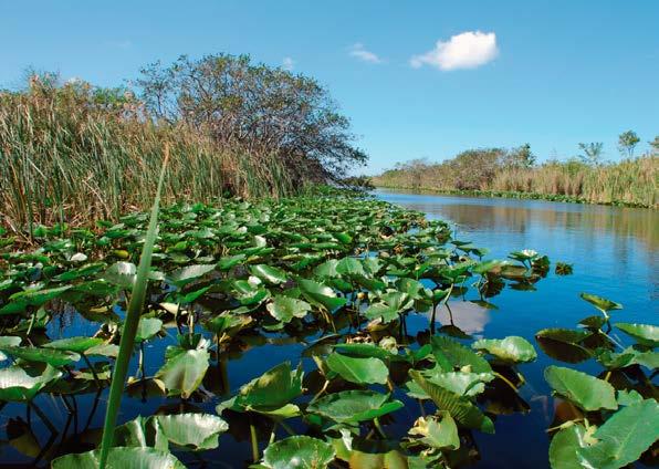 Tijdens een tocht per airboat maken we kennis met deze subtropische wildernis, waar talloze vogelsoorten en planten te bewonderen zijn.