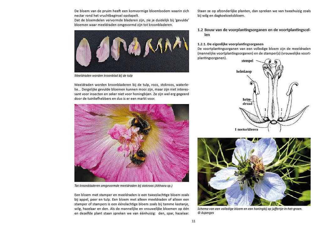 Elke bloemsoort is ondergebracht bij haar optimale bloeiperiode bv.