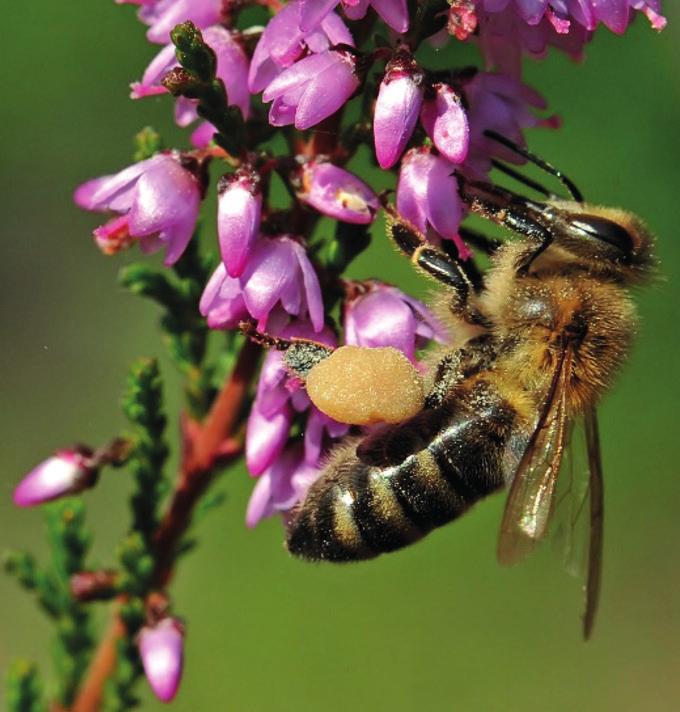Voorspellingsmodel voor stressfactoren bijen Albert Vandijck De Europese voedselveiligheidsautoriteit EFSA werkt aan een voorspellingsmodel dat wetenschappers moet helpen bij het beoordelen van het