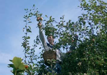 Ziektes Appelbomen en appels kunnen ziek worden. Vroeger werden zieke bomen omgekapt. Als je goed voor de bomen zorgde door regelmatig te snoeien, werden ze minder snel ziek.