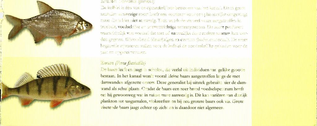 De "open verbinding" met IJ, IJsselmeer en Waal en Lek zorgt voor de aanwezigheid van wel dwaalgasten.