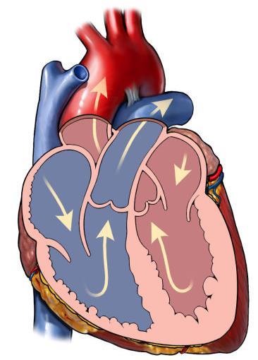 Inleiding De cardioloog heeft u doorverwezen naar de polikliniek hartfalen. In deze brochure vindt u informatie over wat hartfalen is en over de werkwijze van de polikliniek hartfalen.