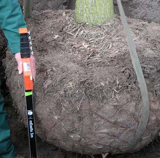 kluit. De bodem van het gat goed los/rul maken alvorens de boom te planten.