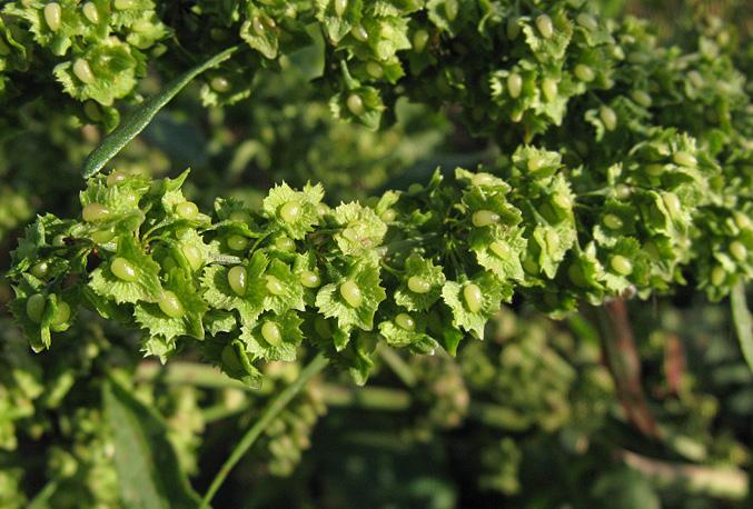 Ook Rumex pseudonatronatus wordt in België mogelijks over het hoofd gezien. Meer nog dan Rumex longifolius lijkt ze op R. crispus.