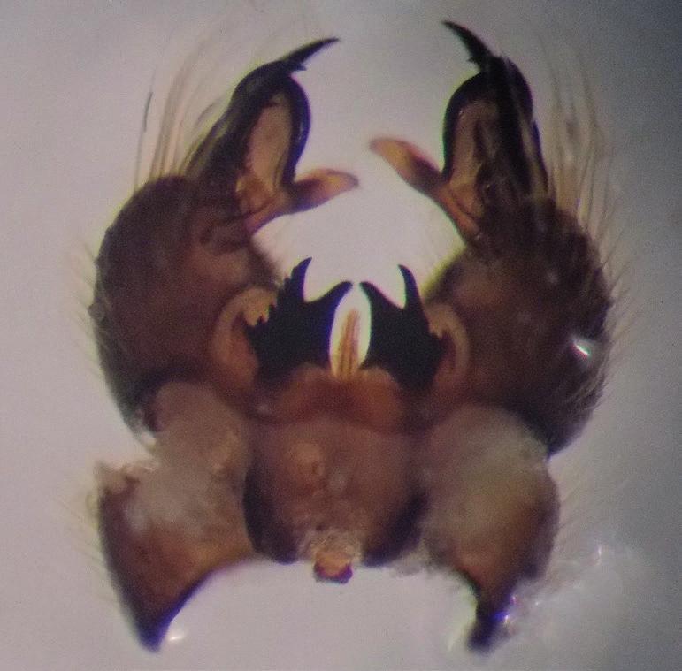 Arctoconopa melampodia, genitaal mannetje. Figure 7. Arctoconopa melampodia, male genitalia.