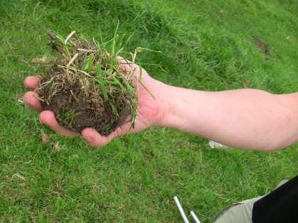 Andersom zorgen de boven- en ondergrondse delen van gras voor een aanvoer van verse