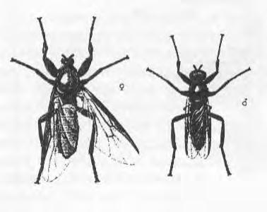 Een veldtabel voor de inheemse zwarte vliegen (Bibionidae) door Theo Zeegers Inleiding Iedereen kent ze wel: die vliegachtige muggen die in het voorjaar vaak in grote aantallen door de lucht dansen