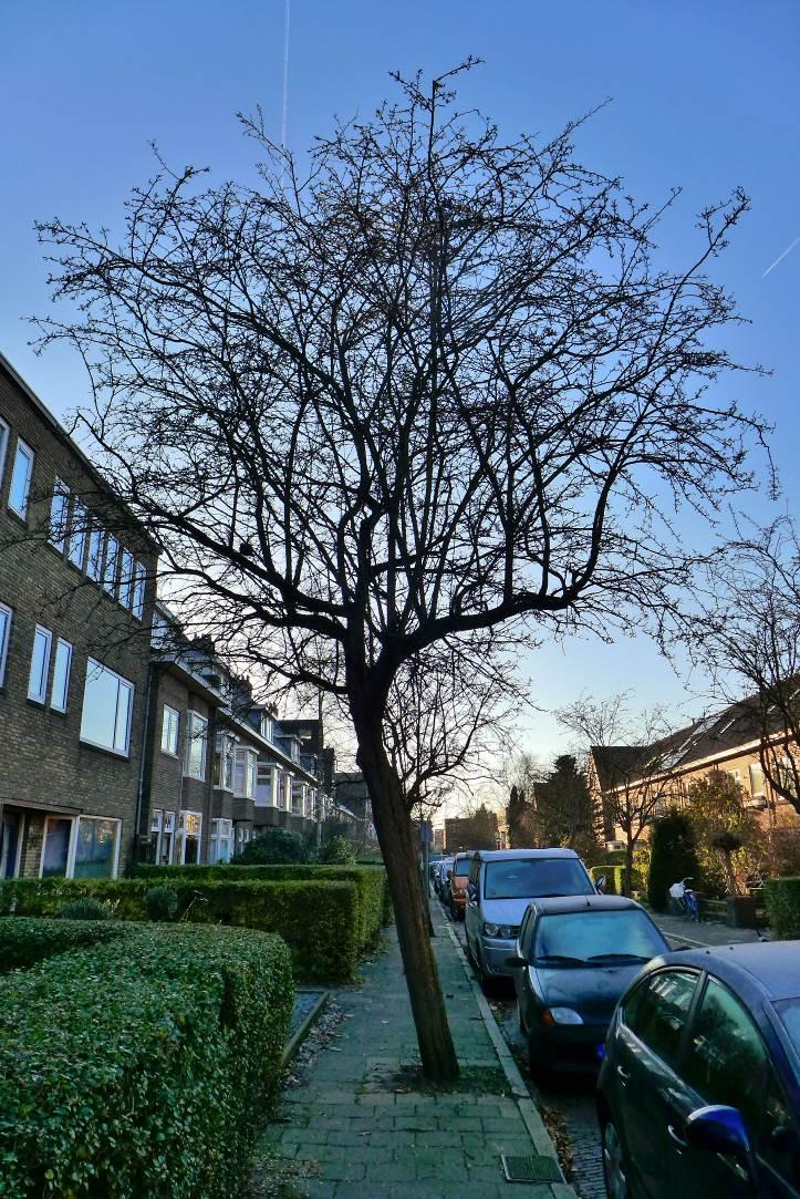 Van Hamelstraat: Langs de Van Hamelstraat staan aan beide zijden van de weg meidoorns in het trottoir.