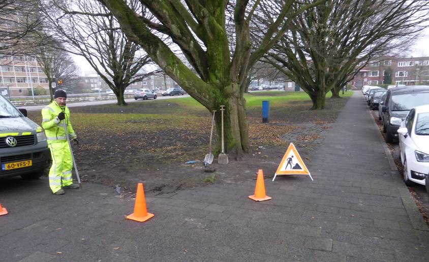 Oosterhamrikkade park: haagbeuk Profielopbouw: Boomwortels: Plannen: Kans op blijvende schade: De