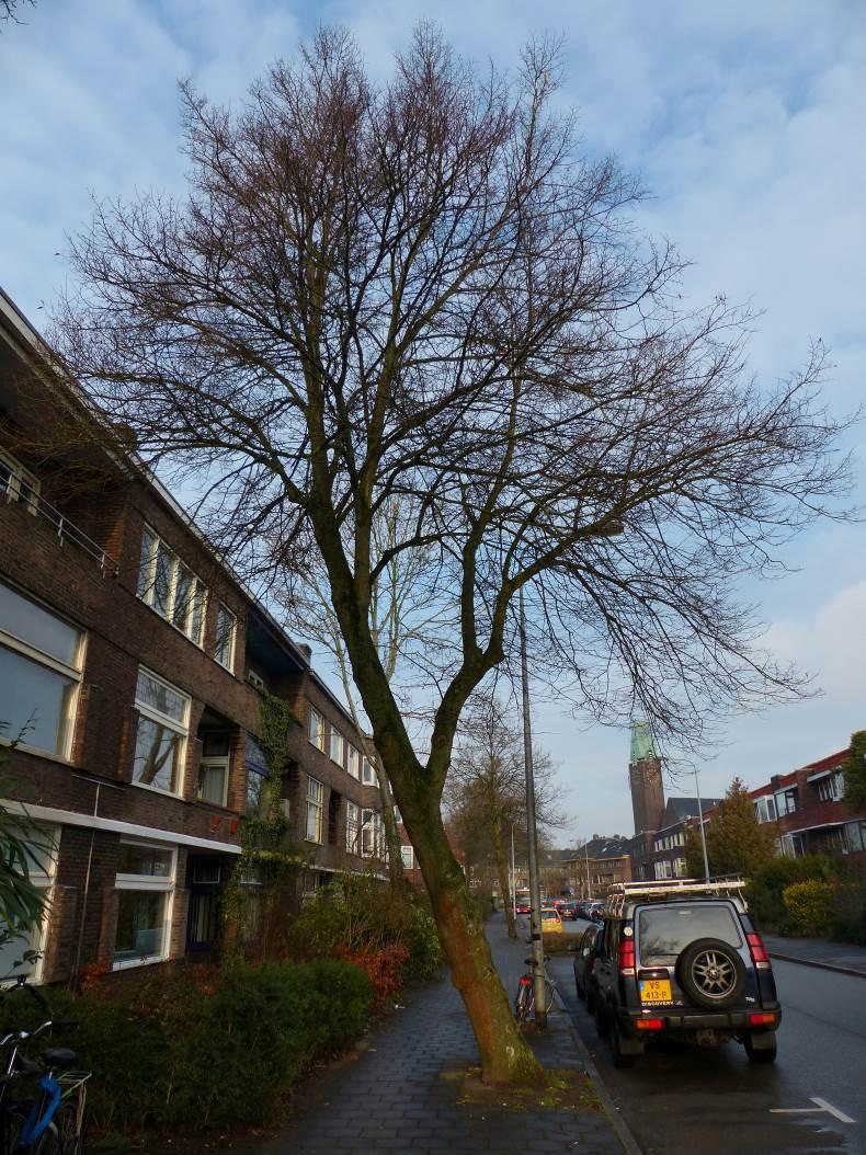Heymanslaan: De lindes in de trottoirs van de Heymanslaan zijn eind 2013 op stabiliteit beproefd.