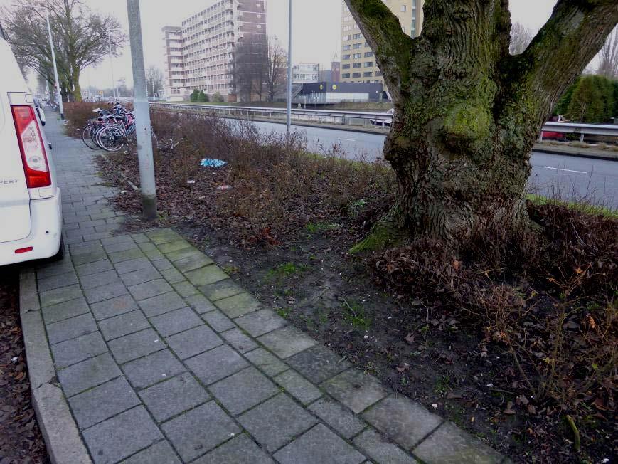 Oosterhamrikkade: In de groenstrook tussen de hoofdrijbaan en de ventweg staan lindes en iepen.