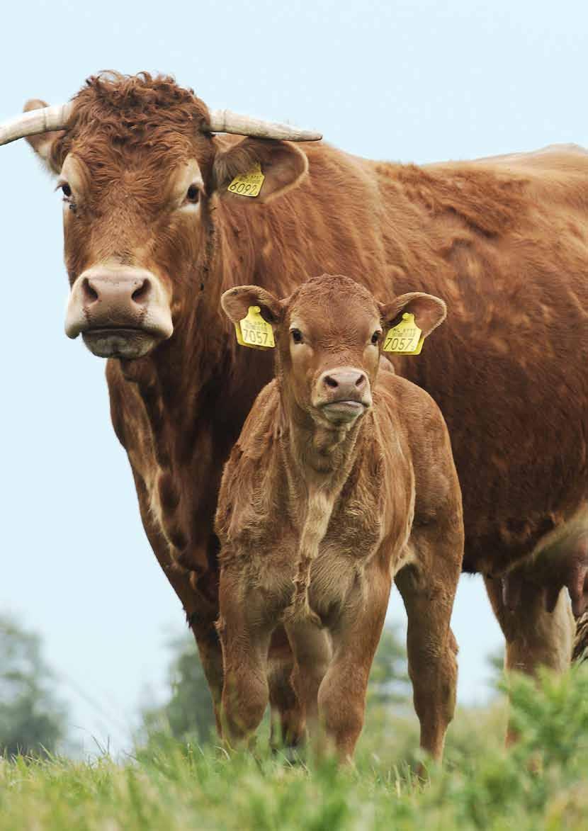 LIOUSIN Bestuur van het LIOUSIN STA- BOEK NEDERLAND oorzitter Teus Dekker voorzitter@limousin-stamboek.nl Tel.