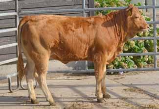 ader Christobal een kleinzoon van de Franse stiervader Pacha 19 werd gefokt in Frankrijk door Dominique Repplinger uit Ottonville.