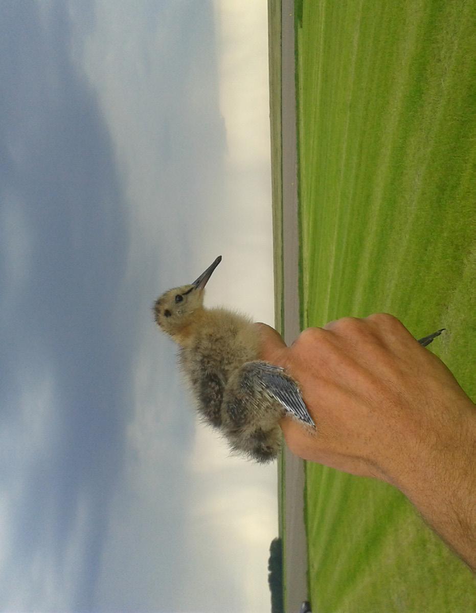 Adressen van groepscoördinatoren Vogelwacht Rutten e.o. WVB Espel - C. Hartveld, (7) De Gardeniers, AX Rutten charlesenmarisa@kpnmail.nl WVB Dronten / Biddinghuizen - J.