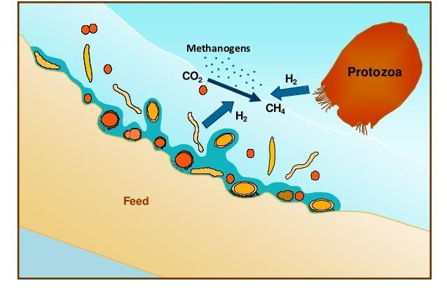 Figuur 8 Methaanproductie bij herkauwers: een microbieel gedreven proces om waterstof te verwijderen (Newbold, 2014) 2.