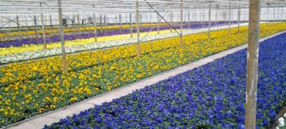 Wij leveren de planten aan grote tuincentra, de vakhandel en de veilingen Plantion en FloraHolland. Daarnaast is een deel bestemd voor de export naar Duitsland.