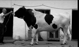 jaar oude dier heb je maar twee jaar kunnen melken. Een normale gezonde koe kalft op ruim tweejarige leeftijd.