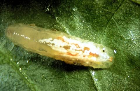 De sterke neiging tot kannibalisme maakt de kweek omslachtig, omdat elke larve in een apart celletje moet worden gehouden.