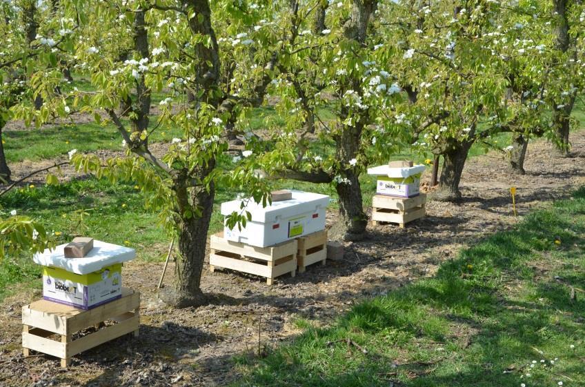 organismen(bco s) verspreiden in de bloemen door