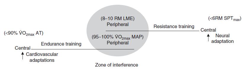 Periodisering: MESOCYCLUS