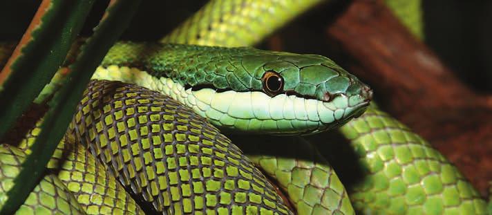 Blankenberge Serpentarium Kriebelt het als je aan spinnen, hagedissen en slangen denkt? In het Serpentarium maak je een reis door de mysterieuze wereld van reptielen.