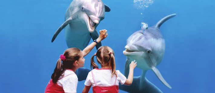 Brugge Boudewijn Seapark In het overdekte dolfinarium kan je tijdens de nieuwe dolfijnenshow genieten van de dolfijnen en hun adembenemende sprongen.