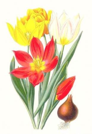 5.3 Tulp (Tulipa) De naam tulp komt van oorsprong uit een gebied in Centraal Azië en de bergstreken en steppegebieden daar omheen. Via Turkije zijn de tulpen naar West-Europa gebracht.
