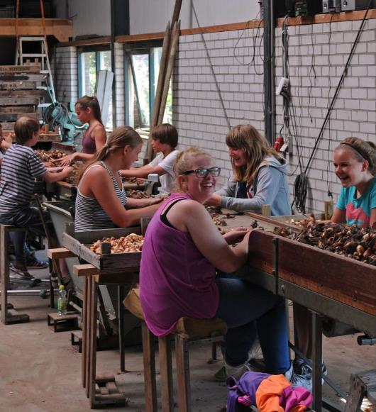 Ook worden de jonge bolletjes van de dikke bollen gehaald.