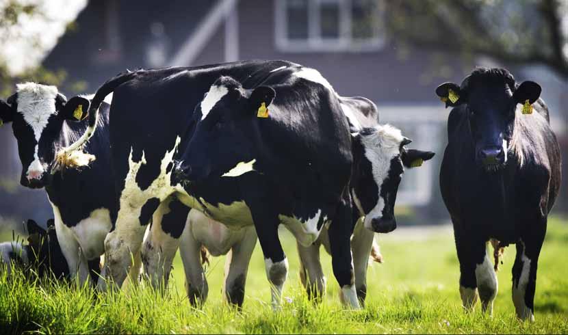 Dierenbescherming Voor Alle dieren in uw regio West- en Midden-Brabant Dierenbescherming West- en