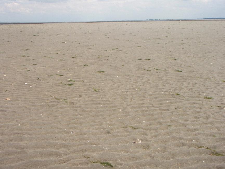 afbeelding 5.2. Links: Nieuw gesuppleerd areaal op de Galgeplaat. De bodemdiergemeenschap is nog niet hersteld. Het zand is egaal met weinig variatie en weinig bodemleven.