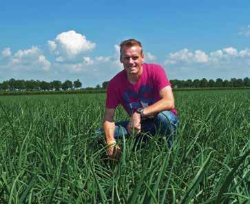 HYBELLE middenvroege zaaiui Een harde en sterk bollende ui met goede bewaareigenschappen Mooi rond van vorm met een heldere gele kleur Geeft ook onder droge groeiomstandigheden hoge opbrengsten Meest