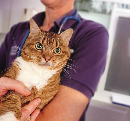 Jaarlijkse controle bij de dierenarts Het is verstandig om met uw kitten uw dierenarts te bezoeken voor een gezondheidscontrole Meestal wordt deze controle gelijktijdig met het vaccineren uitgevoerd.