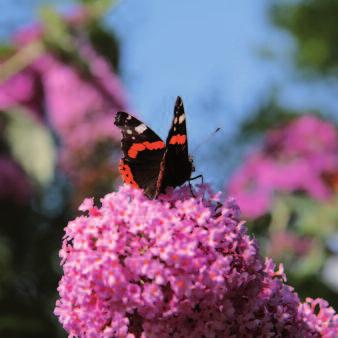 Inhoud Inleiding 7 1 Verschillende tuinen De romantische tuin 10 De kleurige tuin 15 De oosterse tuin 16 De moderne tuin 21 De natuurlijke tuin 22 De