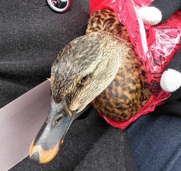 Op onze oudjaars wandeling rond de Merle zien we ineens wat wiebelen in het ijs. Het blijkt een eend te zijn die ruggelings in het water ligt en met moeite de snavel boven water houdt.